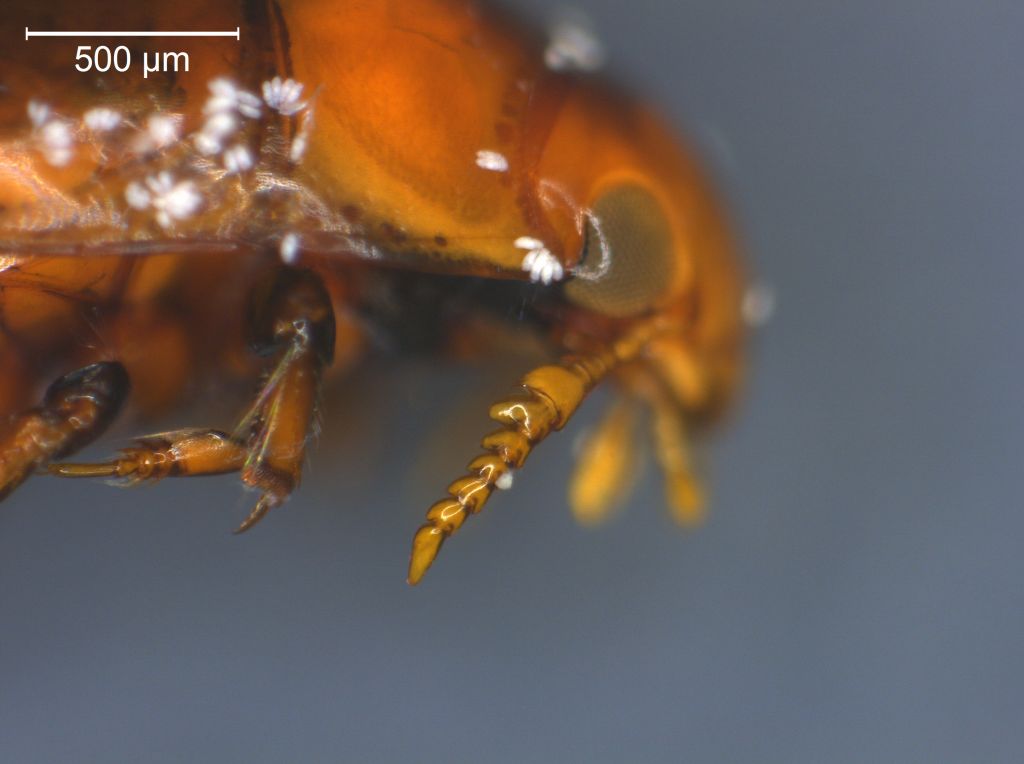 Noterus crassicornis